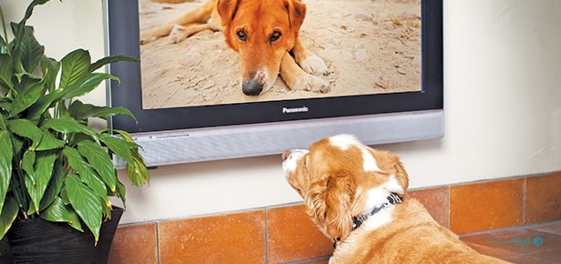 تلویزیون مجازی برای سگ‌ها از ایده های راه اندازی کانال یوتیوب